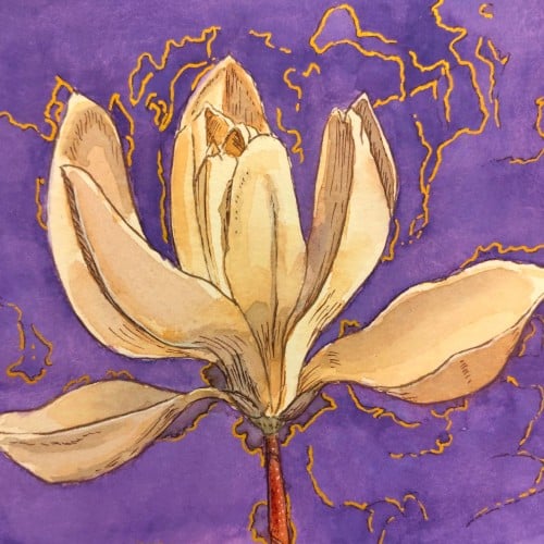 Golden magnolia