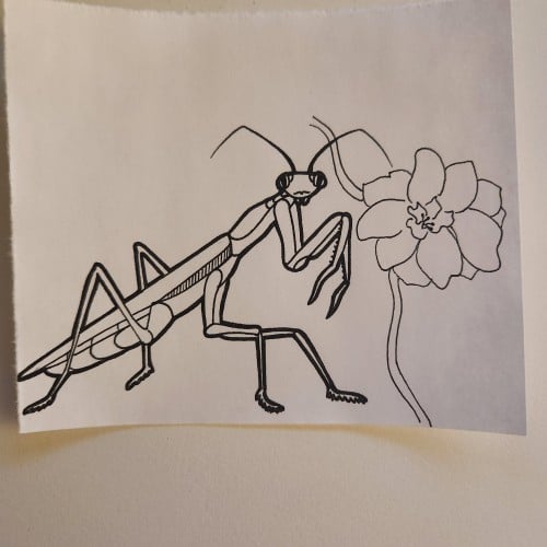 Doodles with Dane - Praying Mantis