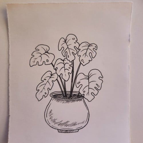 Doodles with Dane - Plants - Monstera