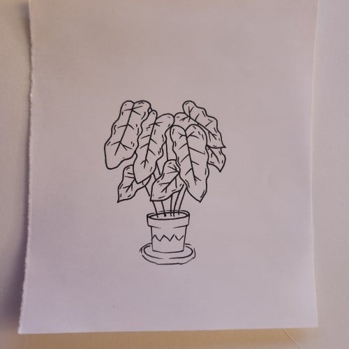 Doodles with Dane - Plant