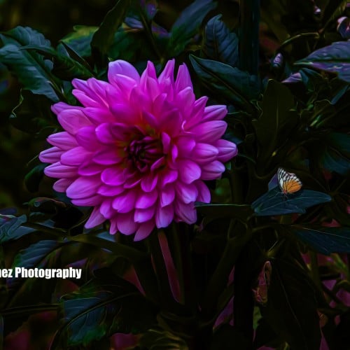 Dahlia flower beside the river