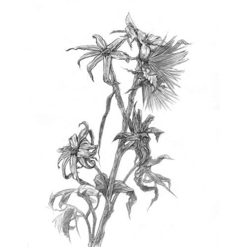 A graphic sketch depicting wilted flowers