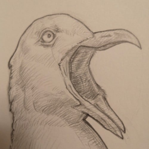 Screaming Seagull