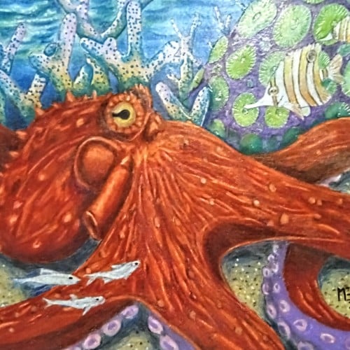 Octopus