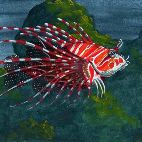 Lionfish