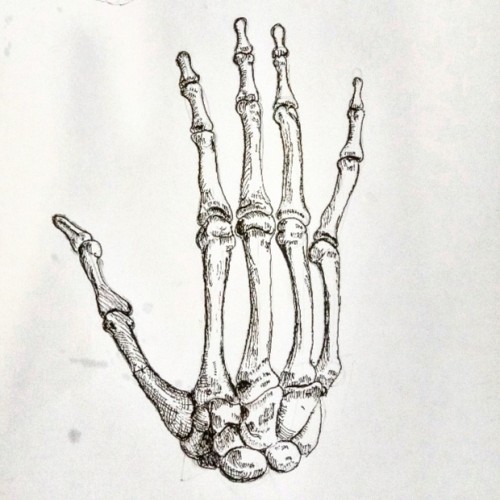 hand anatomy