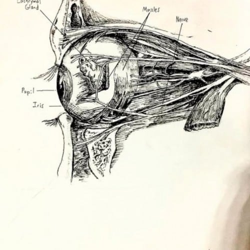 eye anatomy