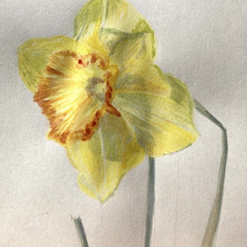 Daffodil